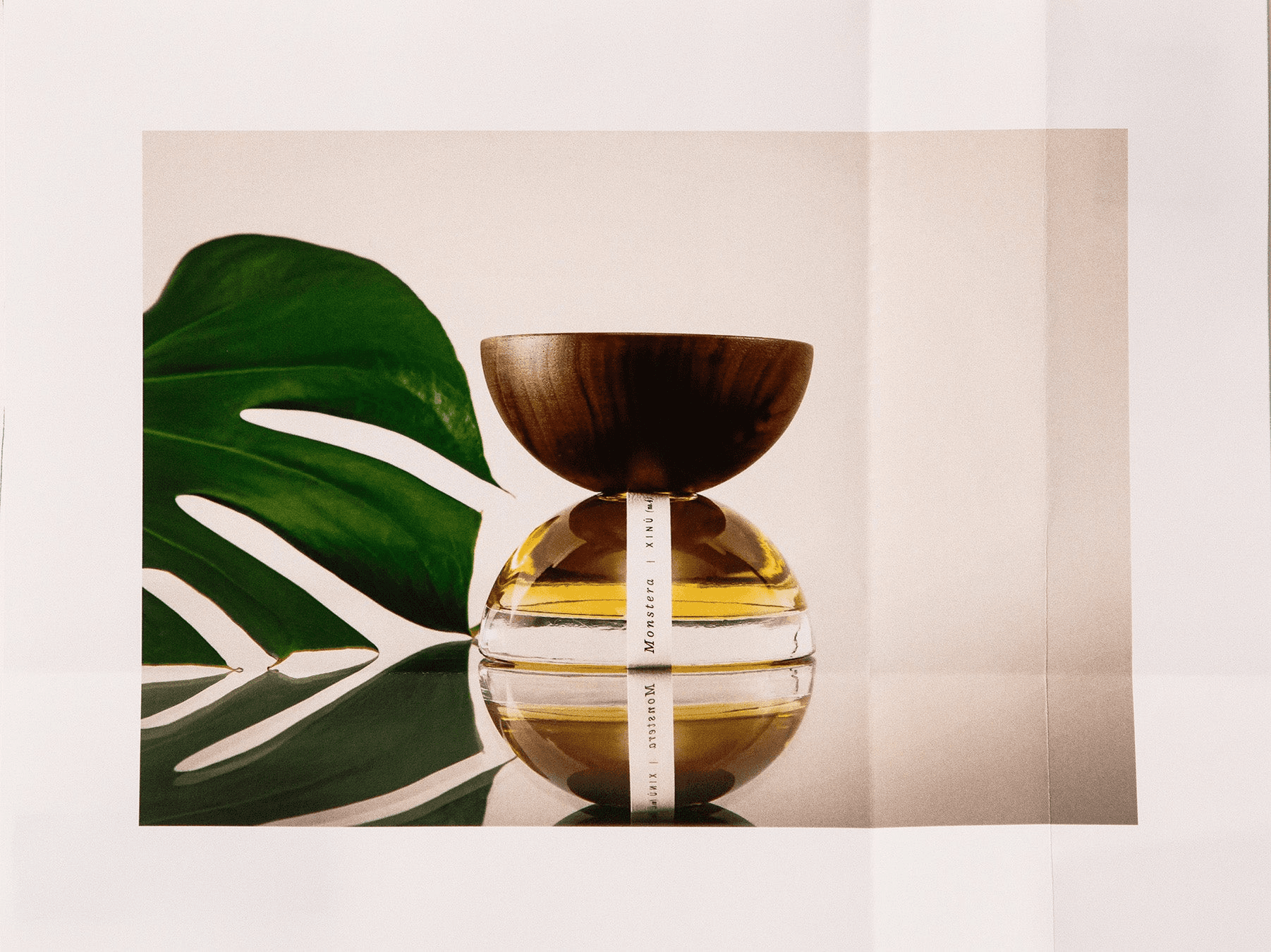 Monstera (no. 4) - Image 1